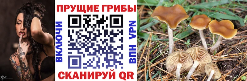 Купить  Кимры  Галлюциногенные грибы Psilocybine cubensis 